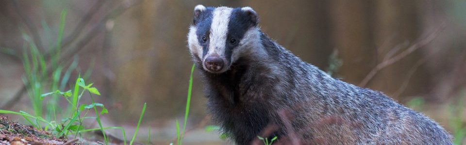 Badger
